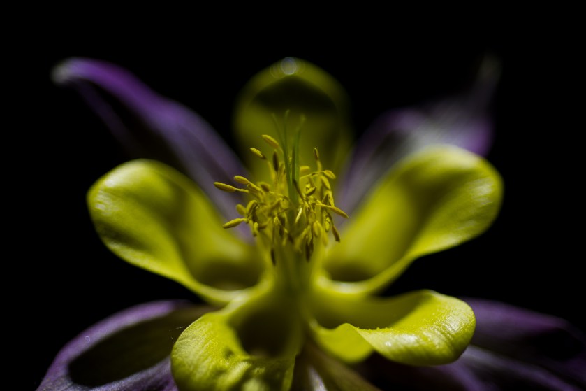 18484406520_5f953ac862_o