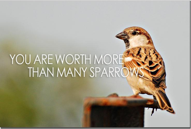 ValueSparrow